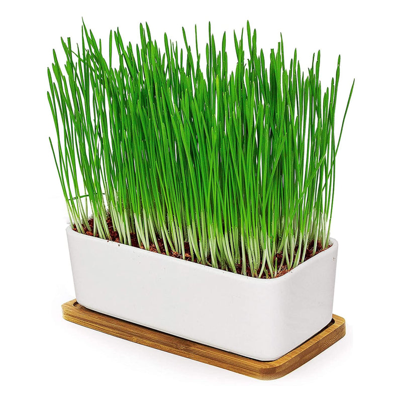 Cat Grass Bowl/Cat Grass Set - Ceramic Cat Grass Bowl - Plant Set