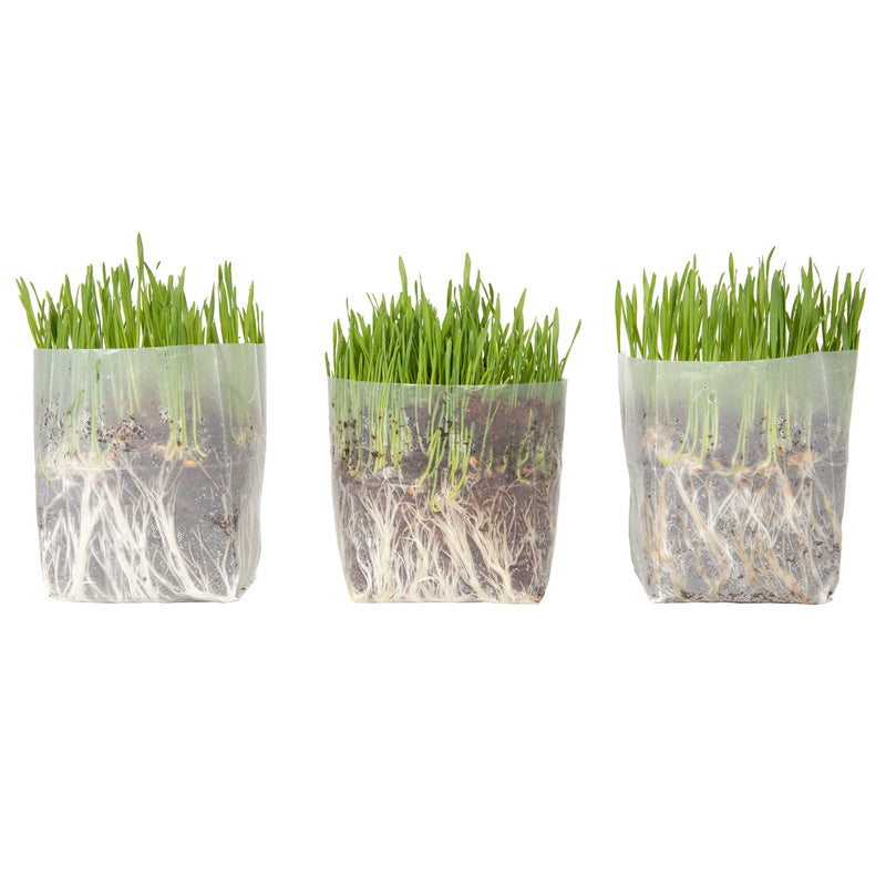 Kit Cat Grass For Indoor Cats (3 Pack) - Easy To Grow Kitty Grass Kit, The