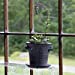 Window Garden Rustic Charm 6 Planter - Fine Home Dcor Ceramic Indoor Decorative Pot.