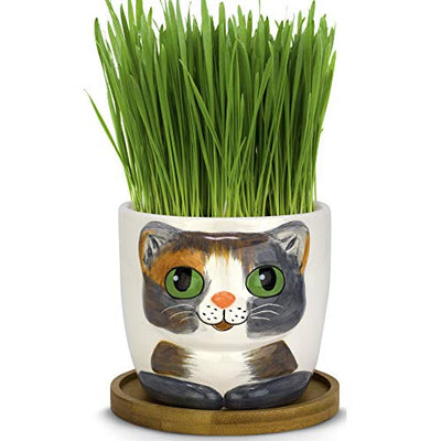 Window Garden Cat Grass Growing Kit - Includes Organic Wheatgrass Seeds, Soil, and Kitty