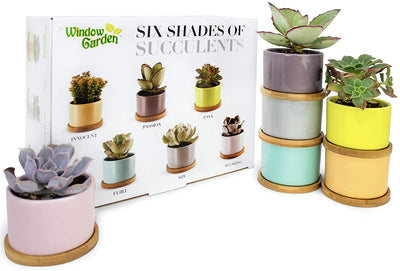 Window Garden Six Shades of Succulents Planter Pots  Slip Your Plants Into Something More