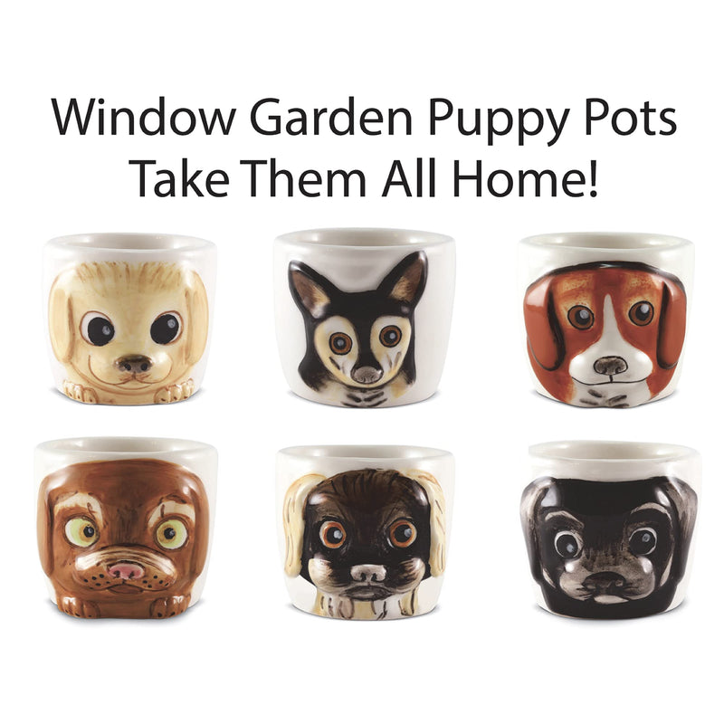 Window Garden Animal Planter - Large Puppy Pot (Cali) for Indoor Live House Plants