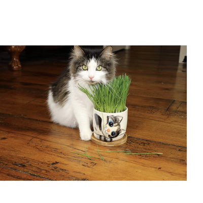 Window Garden Cat Grass Growing Kit - Includes Organic Wheatgrass Seeds, Soil, and Kitty