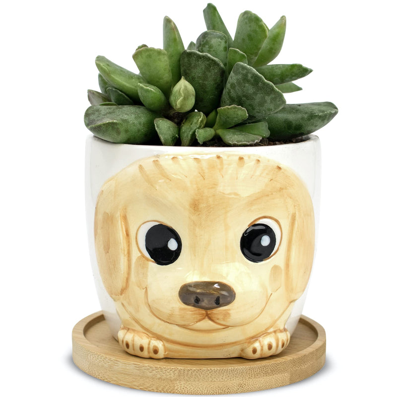 Window Garden Animal Planter - Large Puppy Pot (Cali) for Indoor Live House Plants