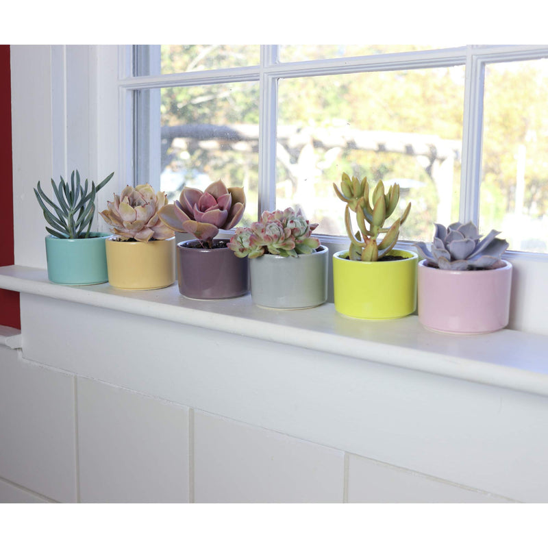 Window Garden Six Shades of Succulents Planter Pots  Slip Your Plants Into Something More