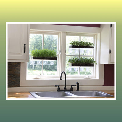 Window Garden Double Veg Ledge Shelf Organic Wheatgrass Kit Bundle (5) -Enough Pre-Measure