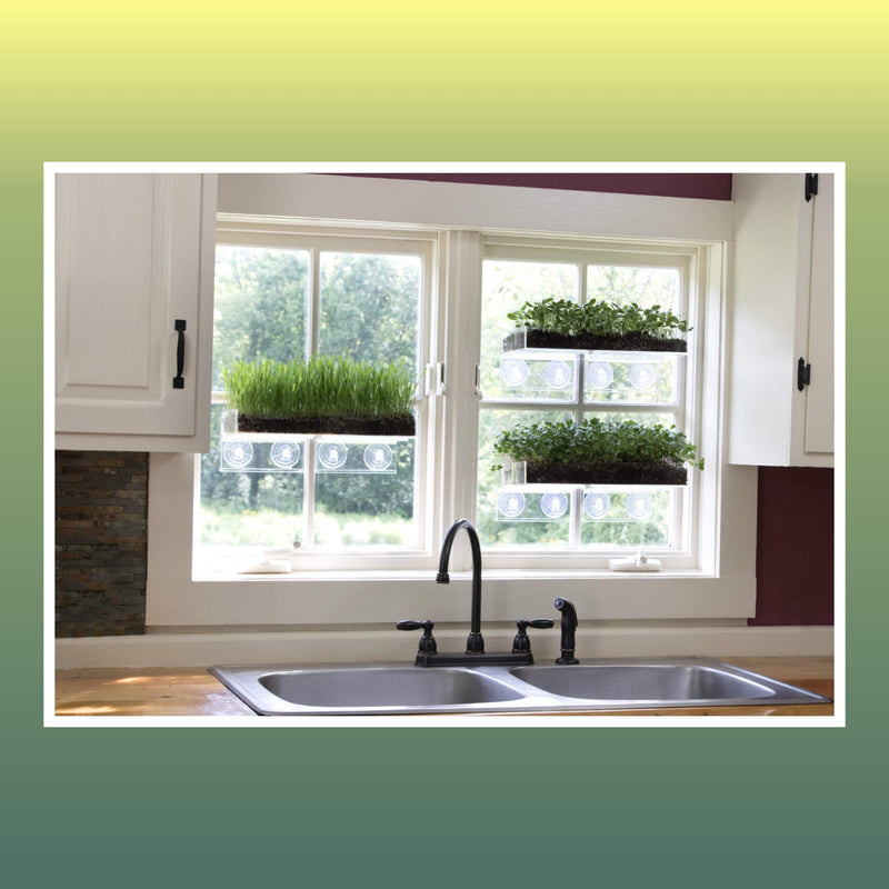 Window Garden Double Veg Ledge Shelf Organic Wheatgrass Kit Bundle (5) -Enough Pre-Measure