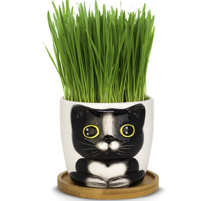 Window Garden Cat Planter - Large Kitty Pot for Indoor House Plants, Succulents, Flowers