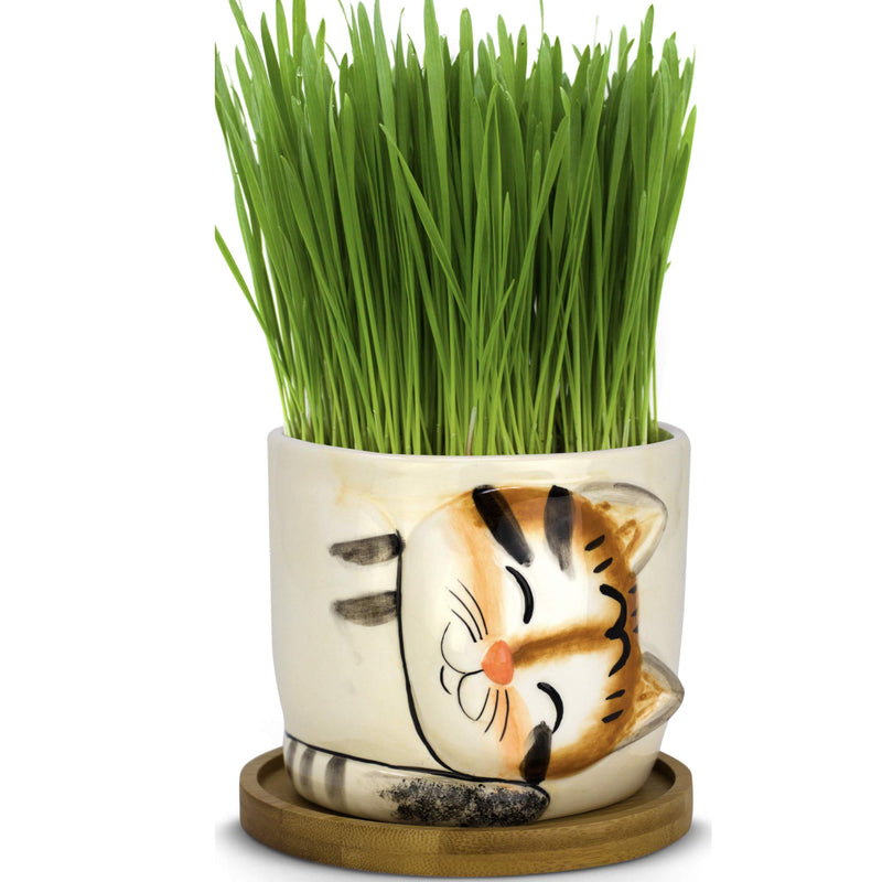 Window Garden Animal Planters - Large Kitty Pot (Tigger) Purrfect for Indoor Live House