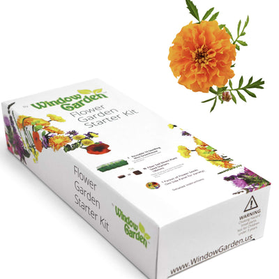 Window Garden - Lemon Queen Sunflower Flower Starter Kit - Grow Beauty. Germinate Seeds