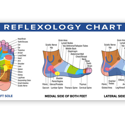 Foot Reflexology Poster Vinyl Banner | 54 x 17.25 Reflexology Chart Color