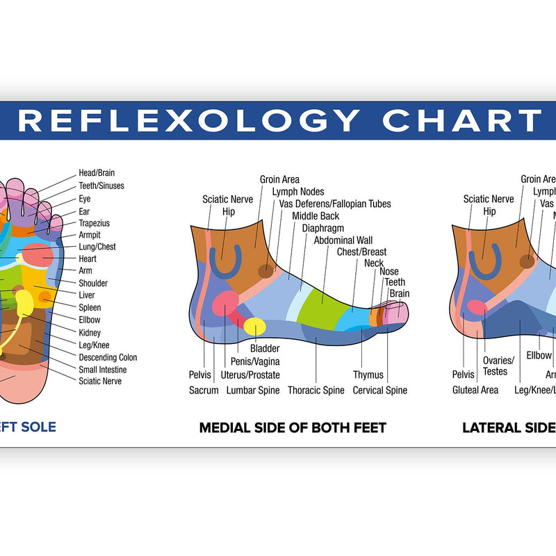 Foot Reflexology Poster Vinyl Banner | 54 x 17.25 Reflexology Chart Color