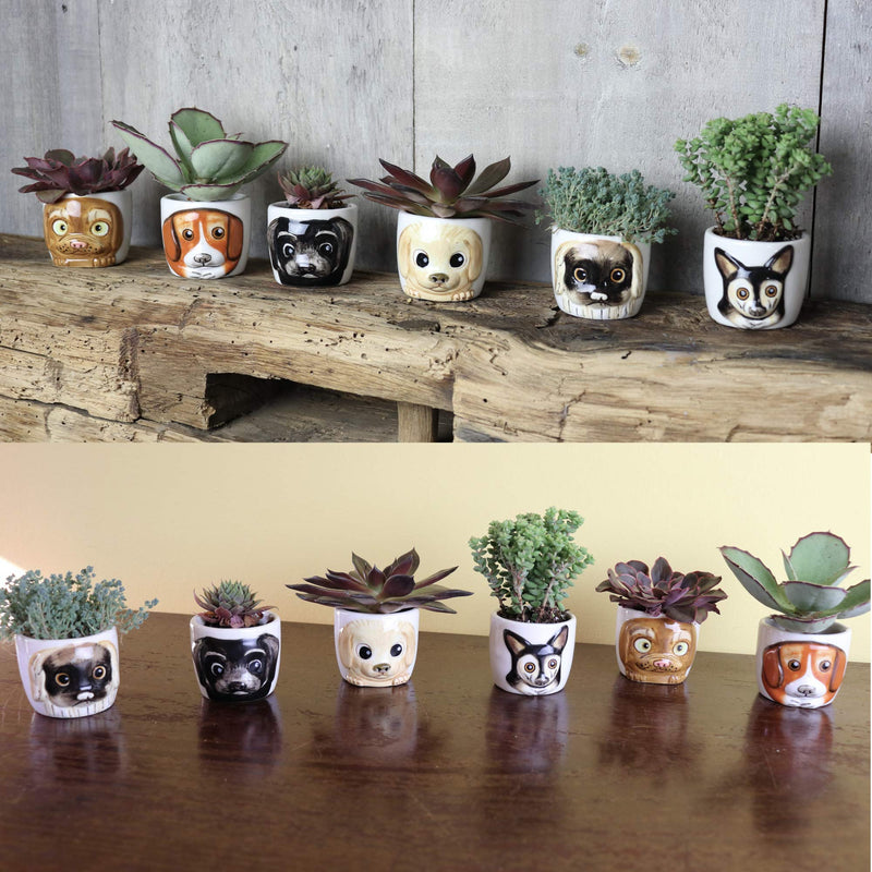 Cat Planter Pot - 6 Mini Succulent Kitty Pots - Cute Flower Pots For Indoor Plants - Cat