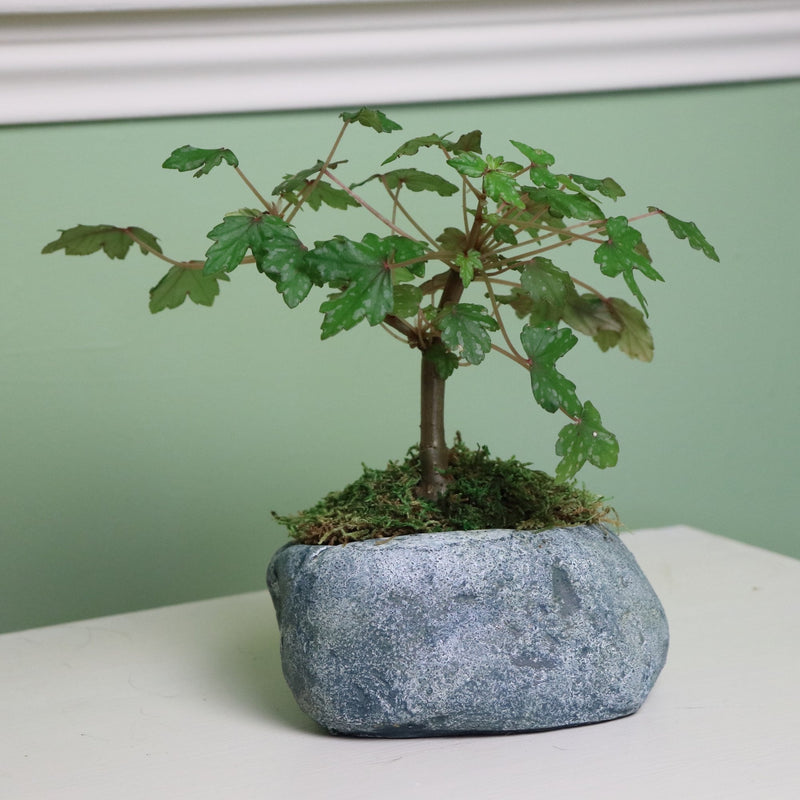 Natural Elements Rock Planter (Boulder)  Realistic Woodland-Themed with Intricate Stone