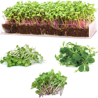 Window Garden Microgreens Grow Kit - Includes Microgreen Seeds (3 Crops), Fiber Soil