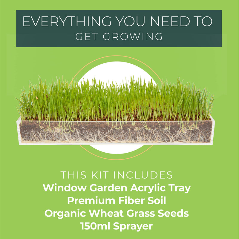 Window Garden Organic Wheatgrass Grow n Serve Kit Plant an Amazing Wheat Grass Home