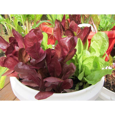 Window Garden - Lettuce Vegetable Starter Kit - Grow Your Own Food. Germinate Seeds