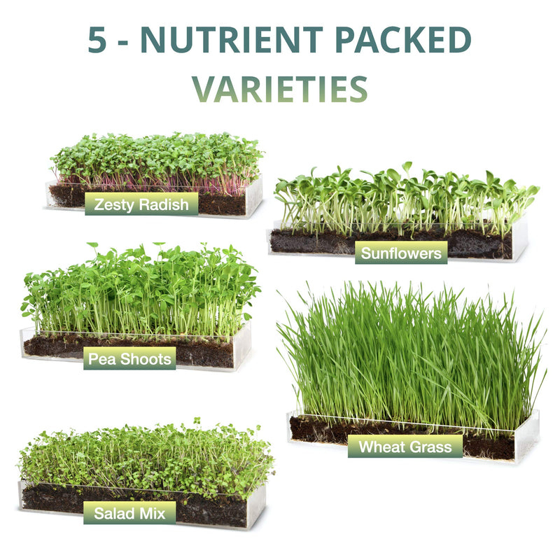 Window Garden Microgreen Organic Wheatgrass 3 Pack Refill  Use with Grow n Serve Kit