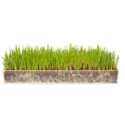 Window Garden Organic Wheatgrass Grow n Serve Kit Plant an Amazing Wheat Grass Home