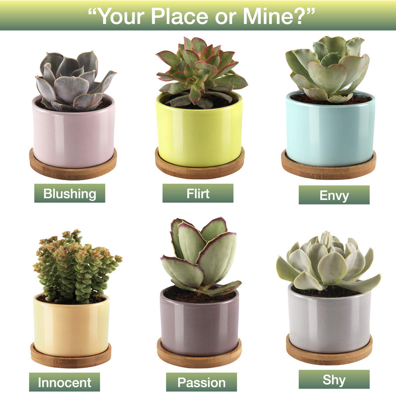 Window Garden Six Shades of Succulents Planter Pots  Slip Your Plants Into Something More