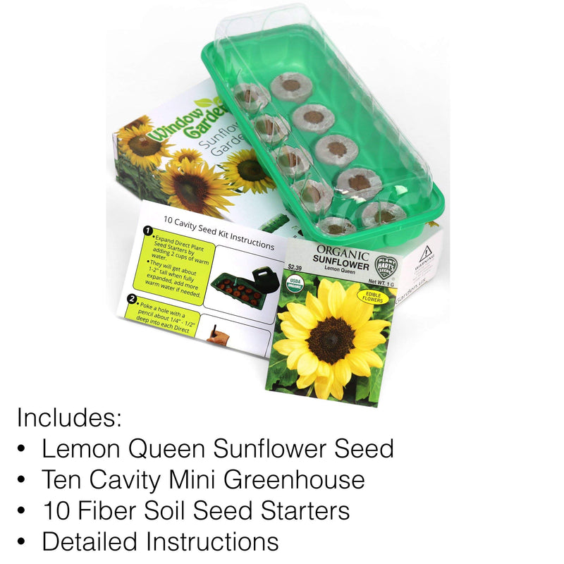 Window Garden - Lemon Queen Sunflower Flower Starter Kit - Grow Beauty. Germinate Seeds