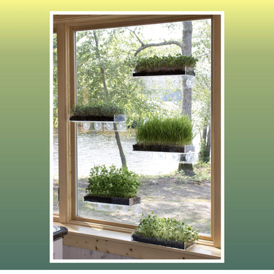 Window Garden Double Veg Ledge Shelf Organic Wheatgrass Kit Bundle (5) -Enough Pre-Measure