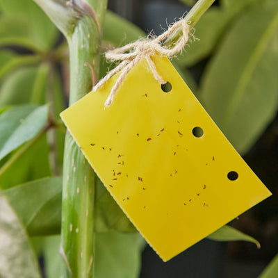 Yellow Sticky Traps For Gnats: 50x Sticky Fly Traps For Indoors  Gnat Traps