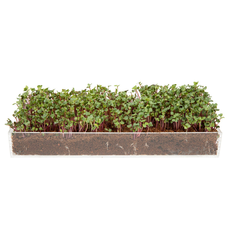 Microgreens Grow Kit - Includes Microgreen Seeds, Fiber Soil, Acrylic Growing Tray