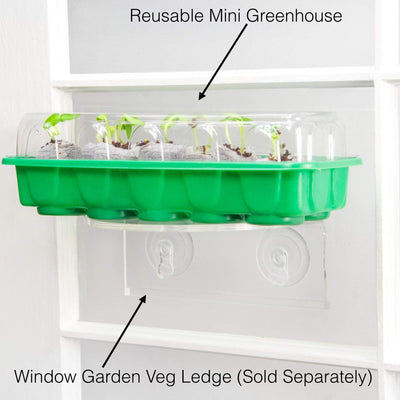 Window Garden - Cucumber Vegetable Starter Kit - Grow Your Own Food. Germinate Seeds