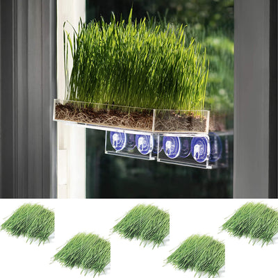 Window Garden Double Veg Ledge Shelf Organic Wheatgrass Kit Bundle (5) -Enough Pre-Measure