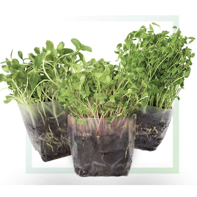 Window Garden Microgreens Grow Kit - Assorted Microgreen Seeds, Indoor Starter Growing Kit