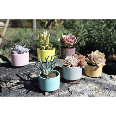 Window Garden Six Shades of Succulents Planter Pots  Slip Your Plants Into Something More