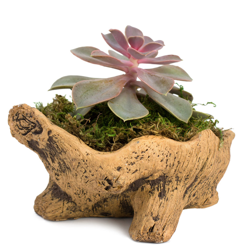 Natural Elements Stump Planter (Squatty)  Realistic Woodland-Themed with Intricate