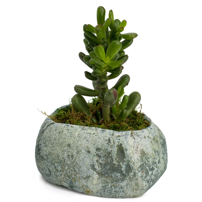 Natural Elements Rock Planter (Boulder)  Realistic Woodland-Themed with Intricate Stone