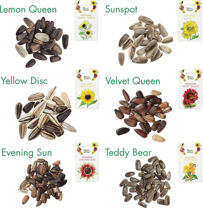 Sunflower Seeds to Plant: Premium Sunflower Seeds Set with 6 Varieties  GMO Free