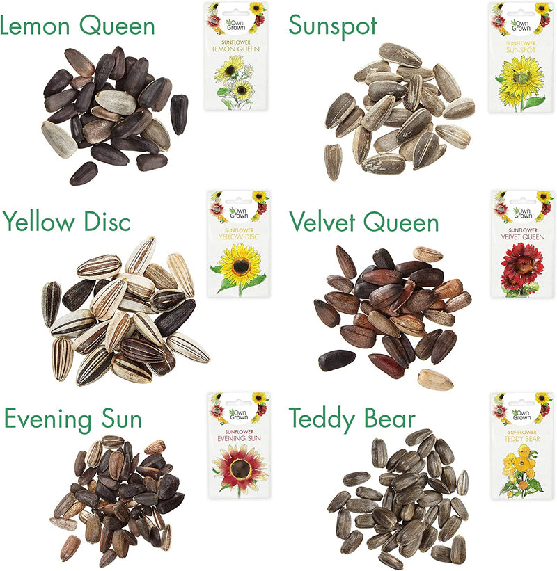 Sunflower Seeds to Plant: Premium Sunflower Seeds Set with 6 Varieties  GMO Free