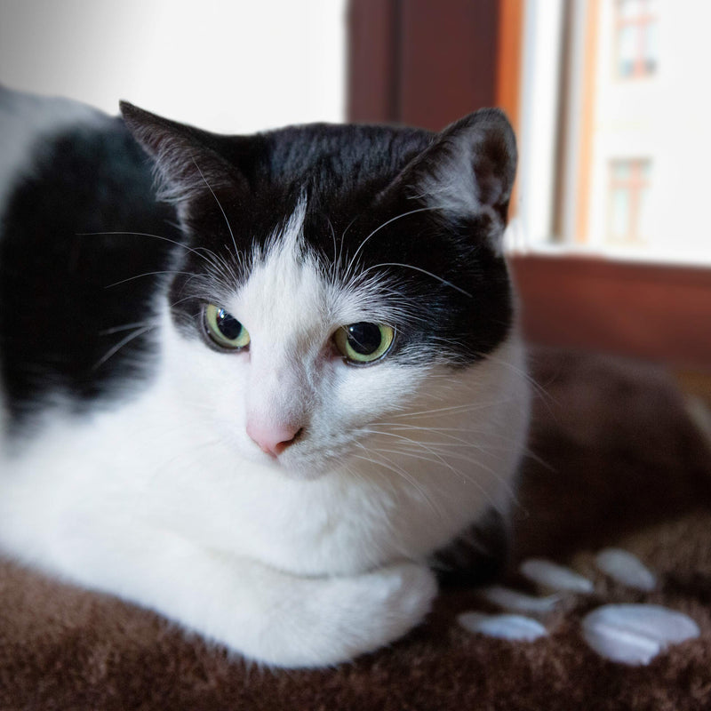 Cat Window Bed: Cozy Window Cat Bed For The Window Sill  125x16in Washable