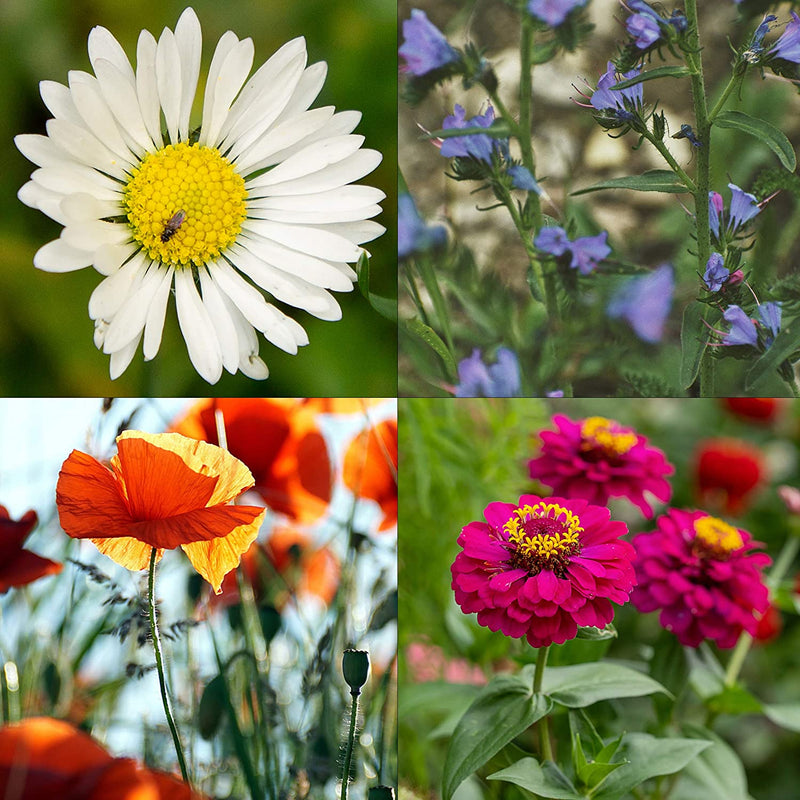 Heirloom Flower Seeds for Planting: Premium Flower Seed Starter Kit with 10 Varieties