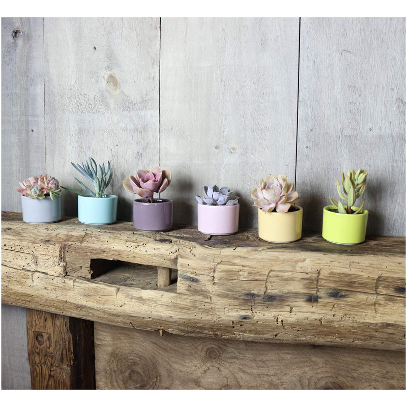 Window Garden Six Shades of Succulents Planter Pots  Slip Your Plants Into Something More