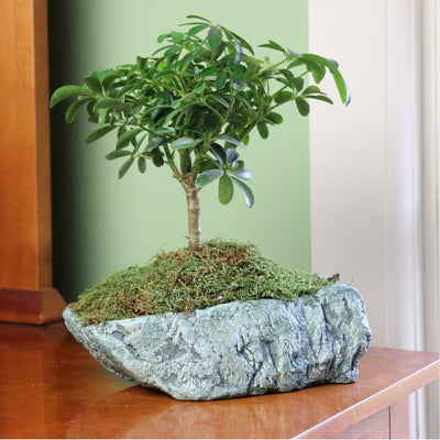 Natural Elements Rock Planter (Basin)  Realistic Woodland-Themed with Intricate Stone