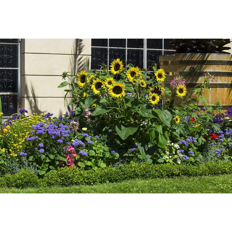 Window Garden - Lemon Queen Sunflower Flower Starter Kit - Grow Beauty. Germinate Seeds