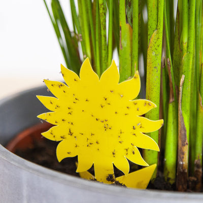 Yellow Sticky Traps For Gnats: 60x Sticky Fly Traps For Indoors  Gnat Traps