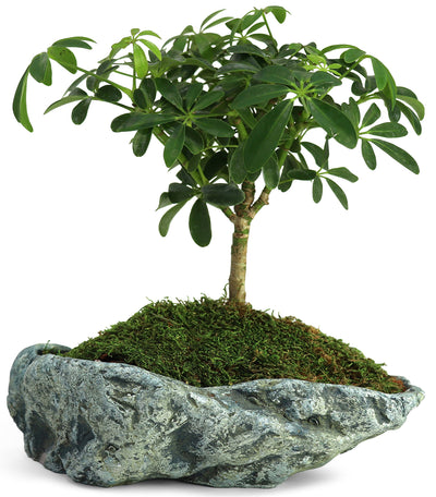 Natural Elements Rock Planter (Basin)  Realistic Woodland-Themed with Intricate Stone