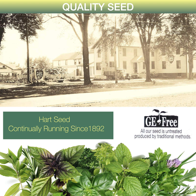 Window Garden Herb Seeds - 10 Popular Varieties for Indoor or Outdoor Planting, Growing