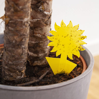 Yellow Sticky Traps For Gnats: 60x Sticky Fly Traps For Indoors  Gnat Traps