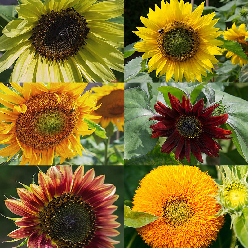 Sunflower Seeds to Plant: Premium Sunflower Seeds Set with 6 Varieties  GMO Free